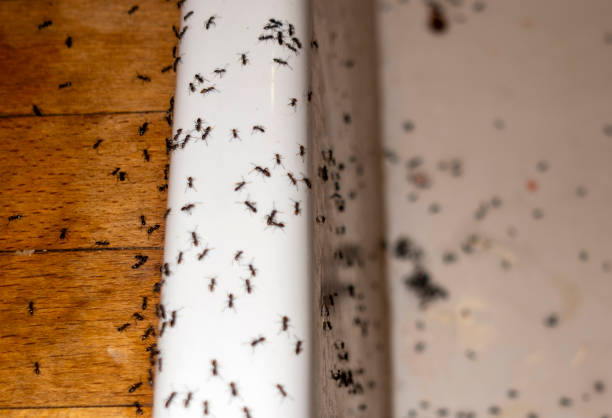 Reliable Harbor, OR Pest Control Solutions