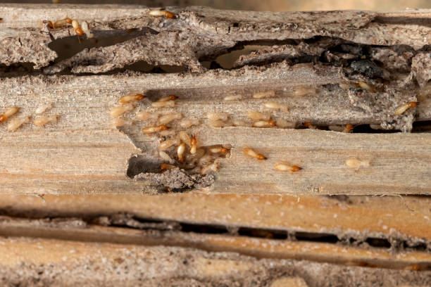 Best Pest Prevention Services  in Harb, OR