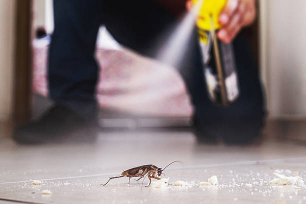 Best Termite Control Services  in Harb, OR